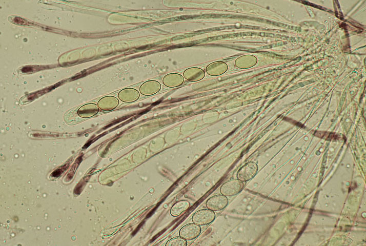 Scutellinia scutellata